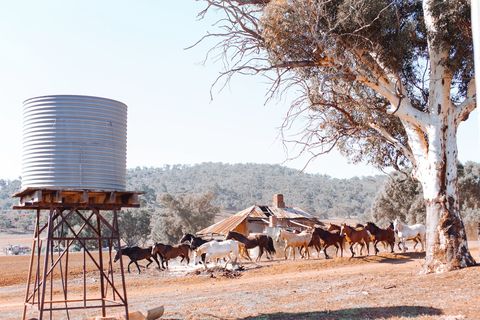 A corrugated rainwater tank on a stand beside a gum tree
